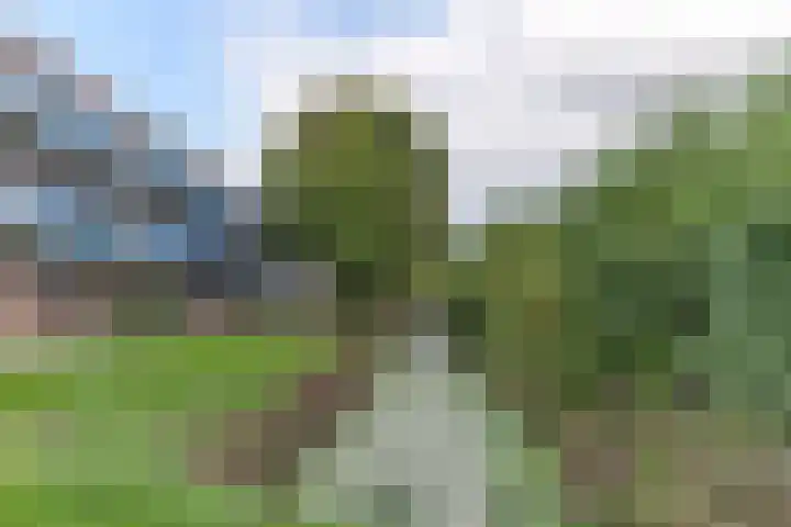 Korenbloem 38 Zwaag thumbnail 32