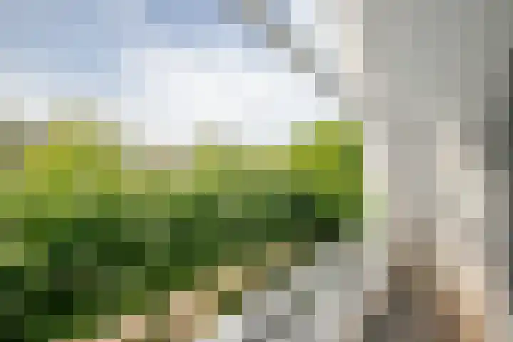 Korenbloem 4 Bergambacht thumbnail 23