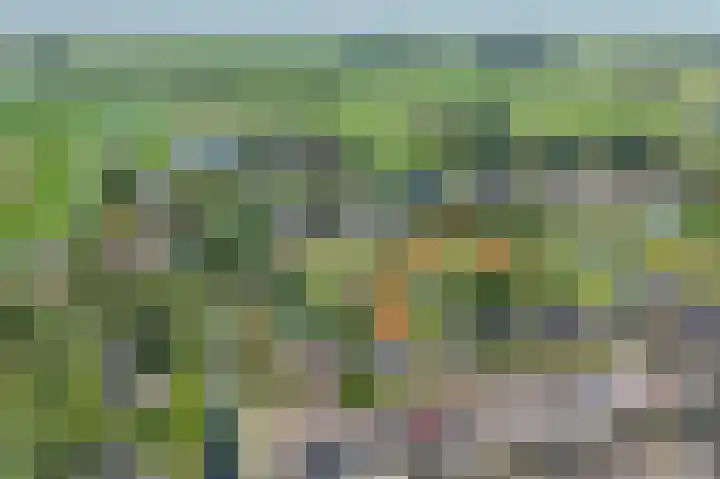 Korenbloem 4 Bergambacht thumbnail 31