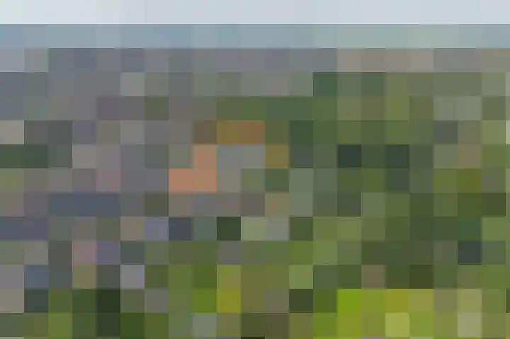 Korenbloem 4 Bergambacht thumbnail 32