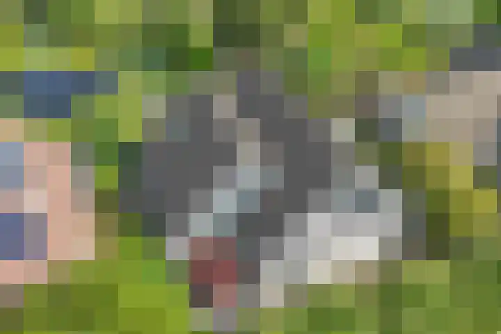 Korenbloem 4 Bergambacht thumbnail 33