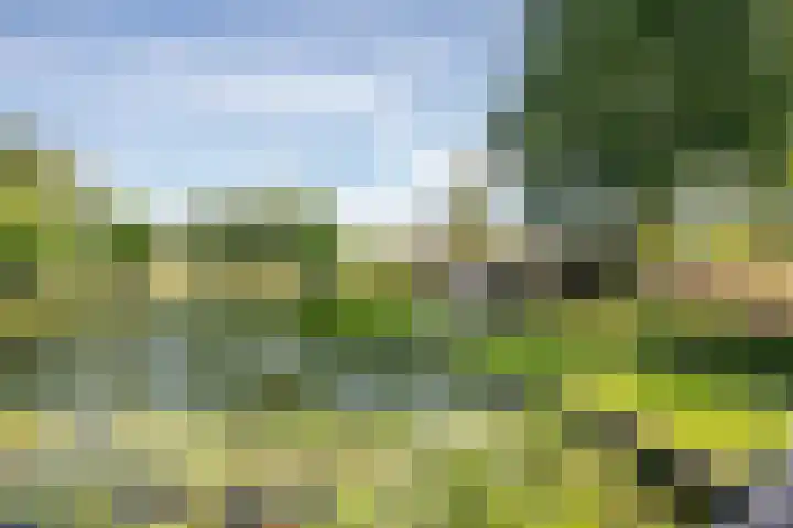 Korenbloem 4 Bergambacht thumbnail 36