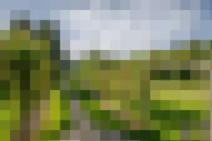 Korenbloem 4 Bergambacht thumbnail 40