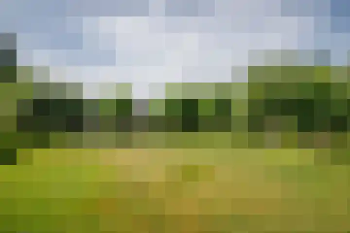 Korenbloem 4 Bergambacht thumbnail 42