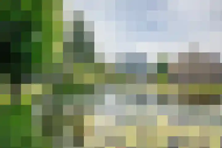 Korenbloem 4 Bergambacht thumbnail 43