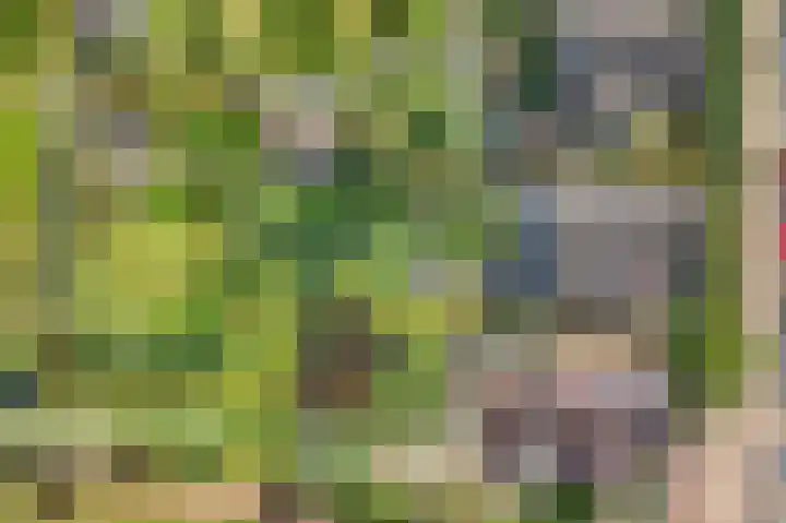 Korenbloem 4 Bergambacht thumbnail 44