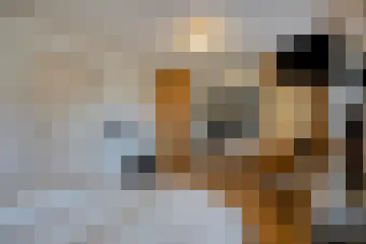 Korenbloem 4 Boekel thumbnail 19