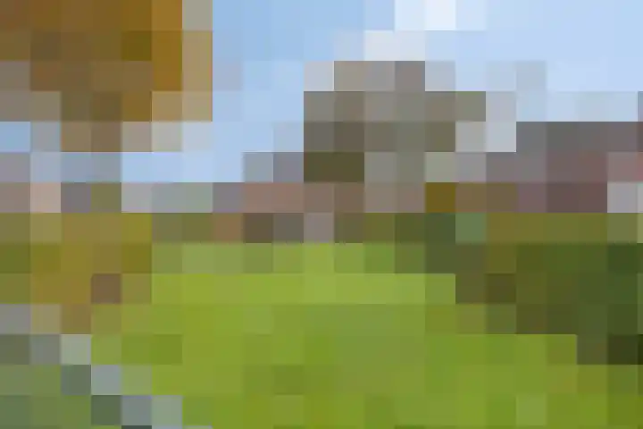 Korenbloem 4 Boekel thumbnail 37