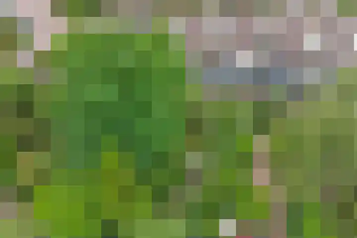 Korenbloem 52 Leiden thumbnail 33