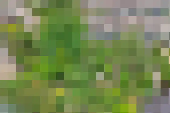 Korenbloem 52 Leiden thumbnail 6