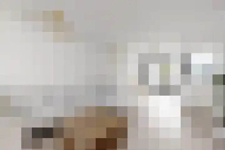 Korenbloem 7 Zevenbergen thumbnail 18