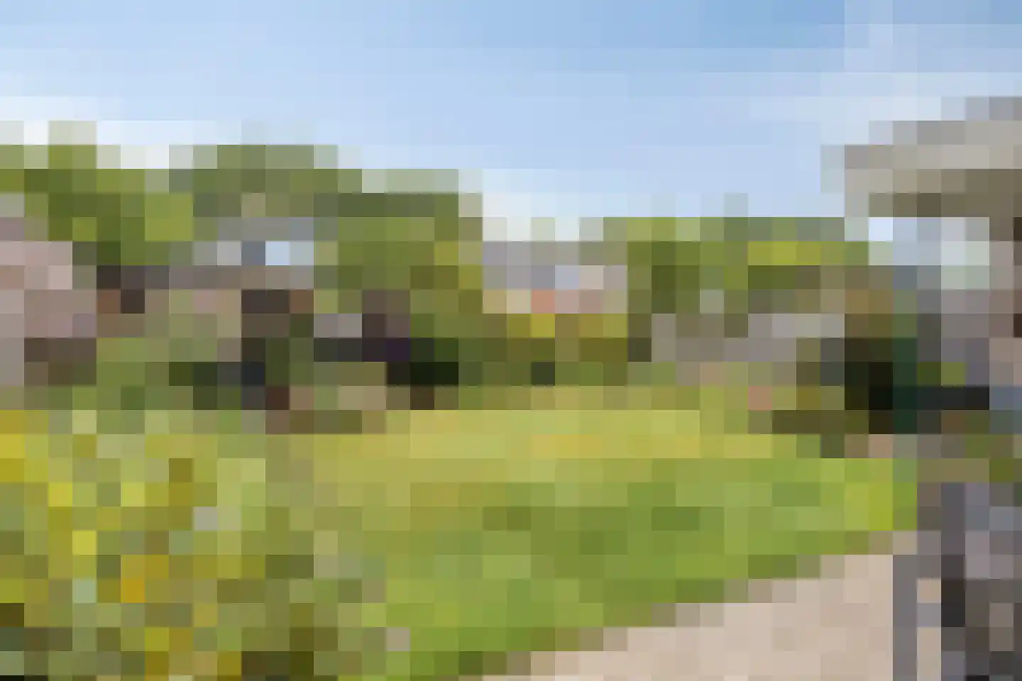 Korenbloem 8 Best thumbnail 39
