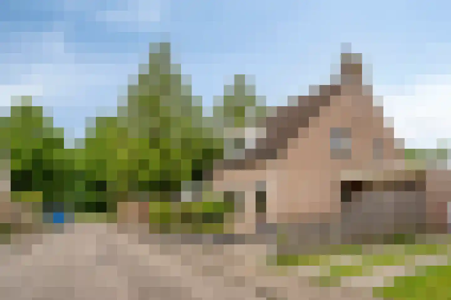 Korenbloem 8 Best thumbnail 7