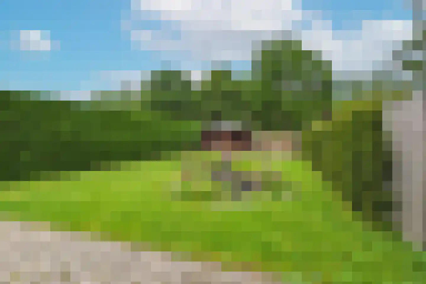 Korenbloem 9 Hulst thumbnail 5