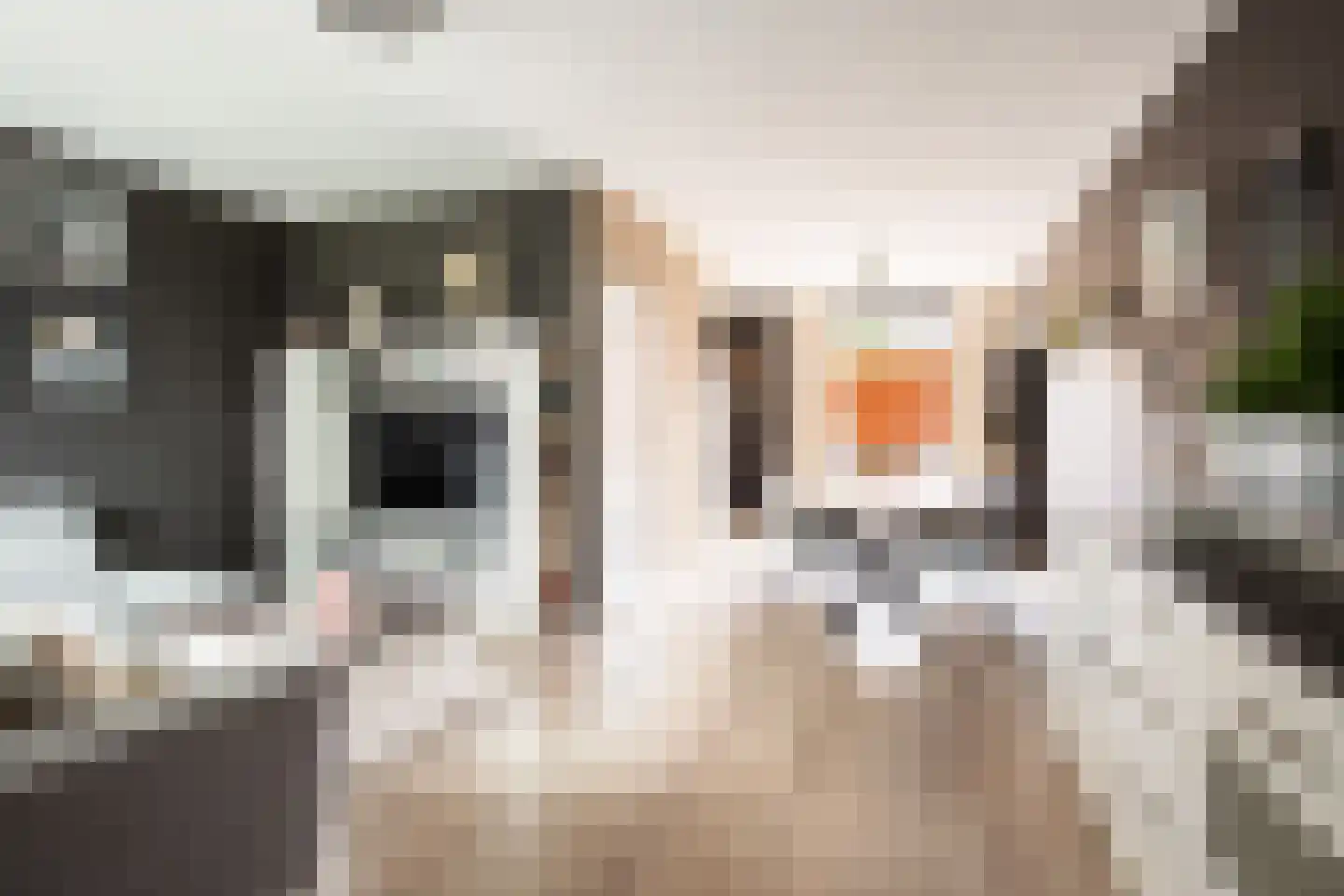 Korenbloemdreef 12 Herkenbosch thumbnail 5