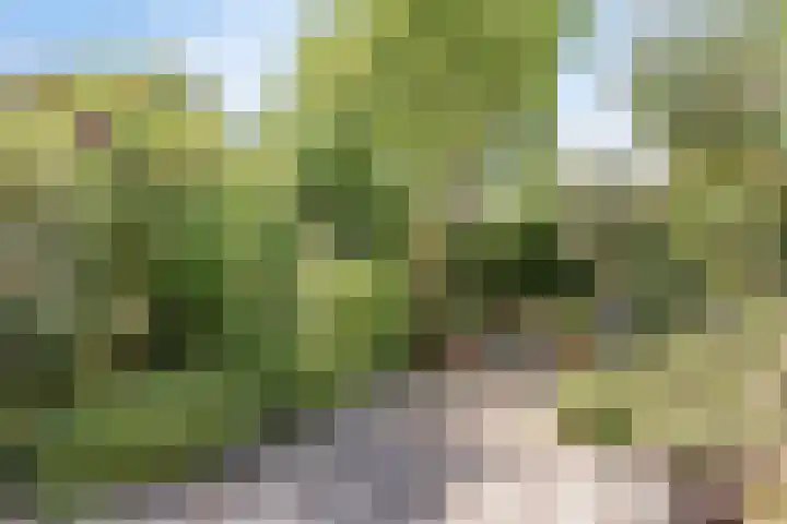 Korenbloemkamp 5 Leiderdorp thumbnail 24