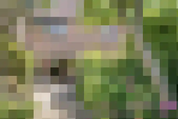 Korenbloemkamp 5 Leiderdorp thumbnail 25