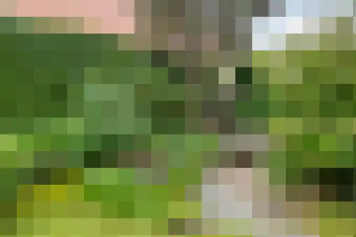 Korenbloemlaan 23 Ede thumbnail 33