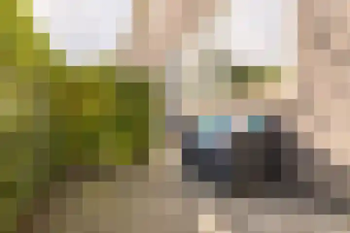 Korenbloemstraat 10 Groningen thumbnail 8