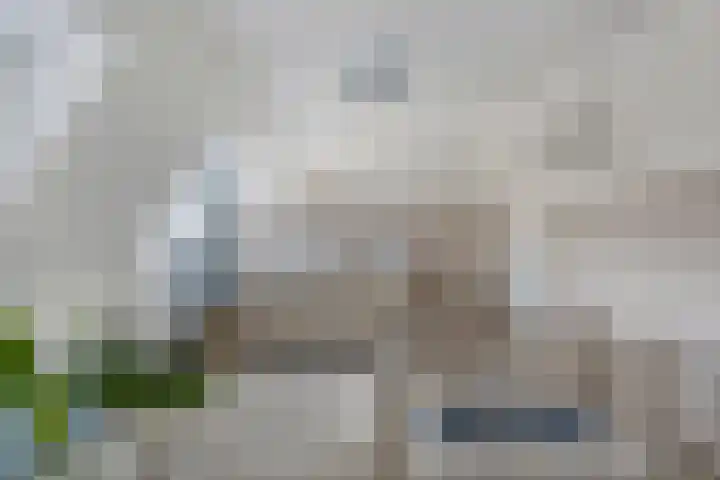 Korenbloemstraat 18 Helmond thumbnail 24