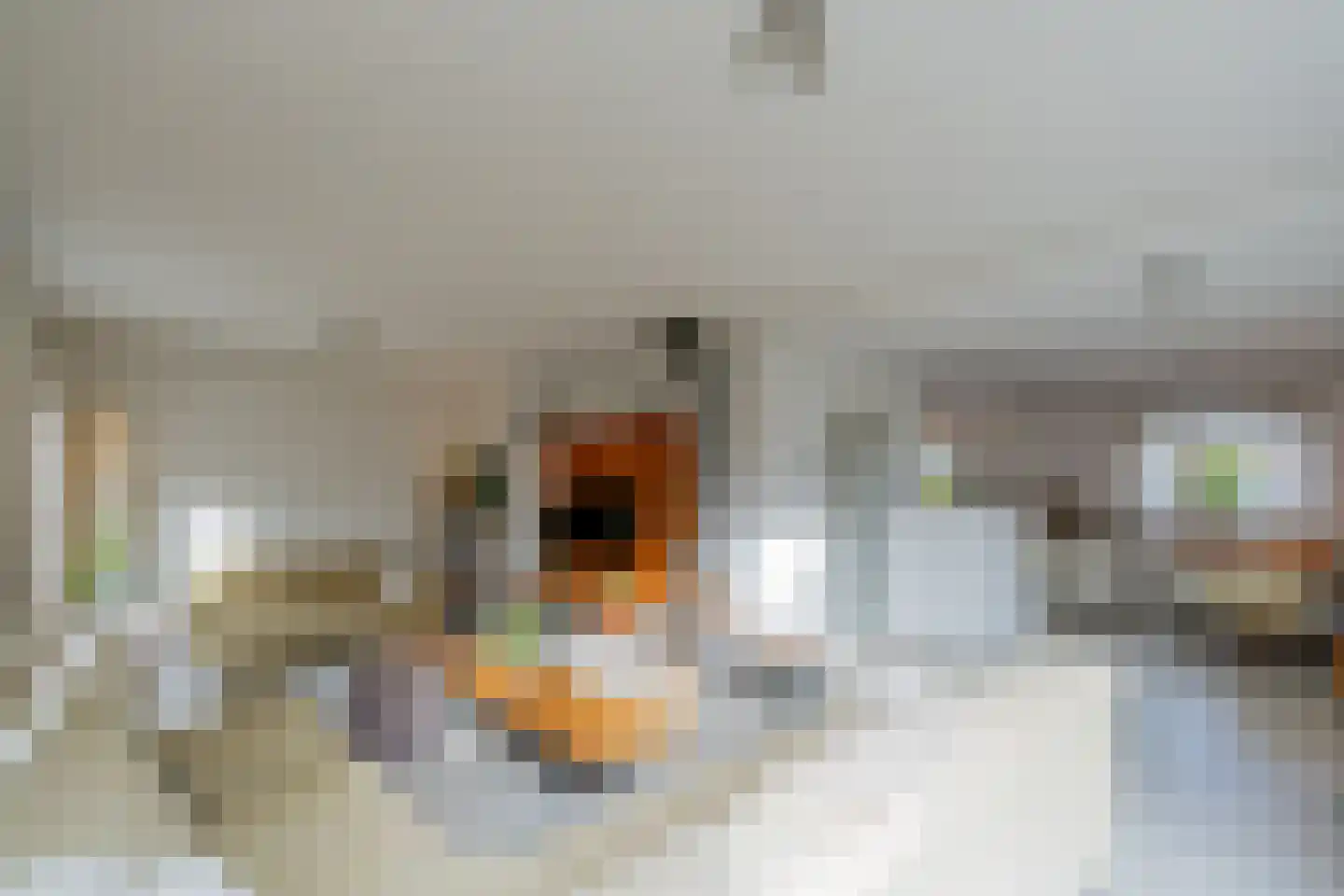 Korenbloemstraat 2 Scharendijke thumbnail 4