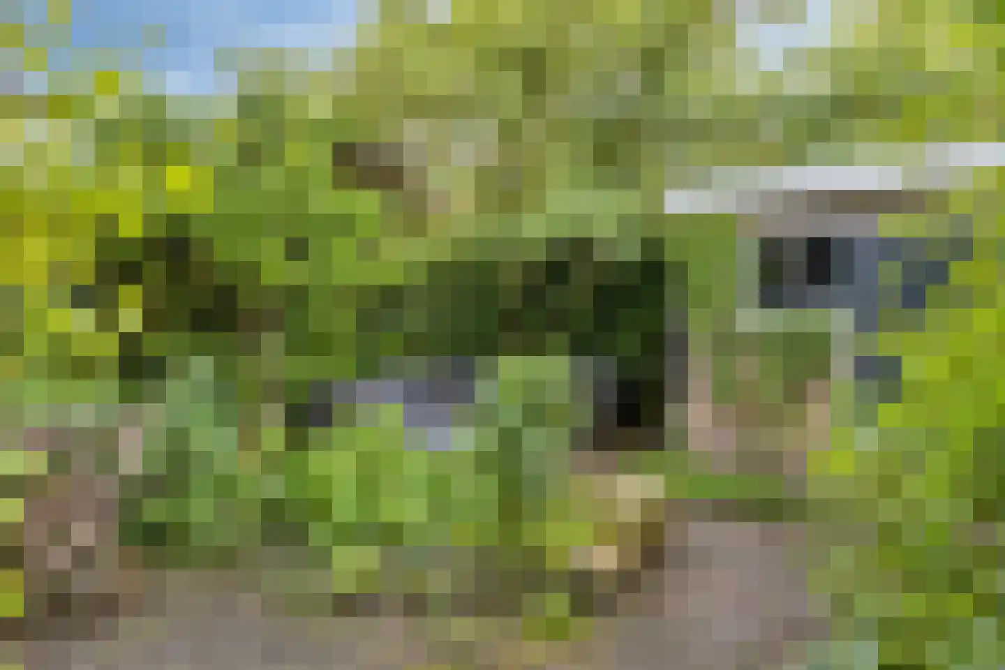 Korenbloemstraat 4 Zwolle thumbnail 47
