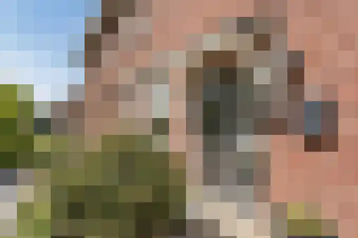 Korenbloemstraat 6 Haps thumbnail 5