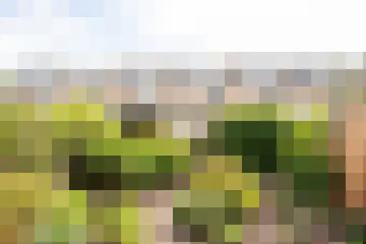 Korenbloemstraat 7 Krimpen aan de Lek thumbnail 27
