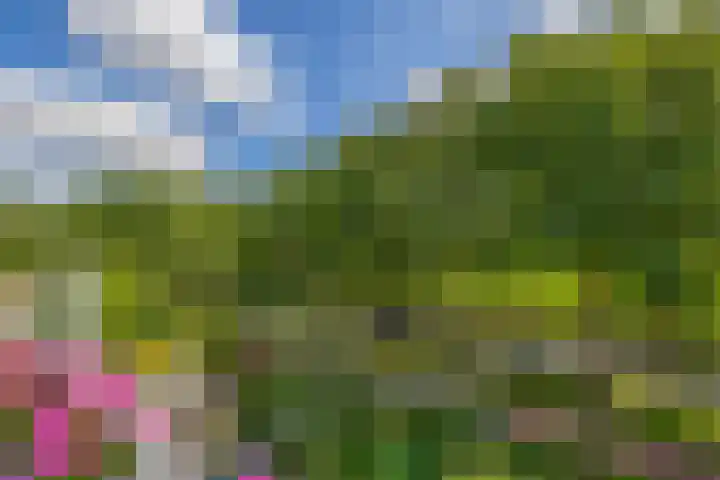 Korenbloemweg 2 g Havelte thumbnail 22