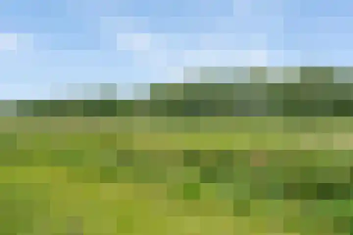 Korenbloemweg 30 Havelte thumbnail 49