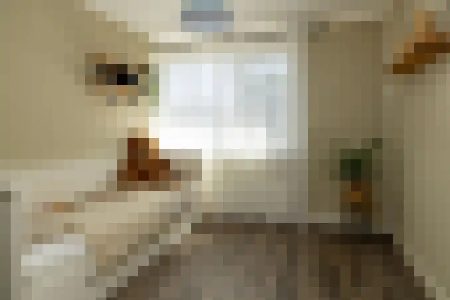 Korenerf 2 Elspeet thumbnail 30