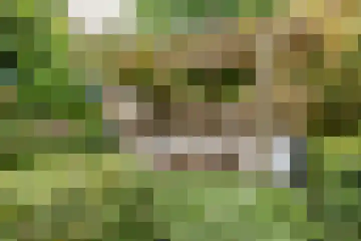 Korenland 27 Geldrop thumbnail 35