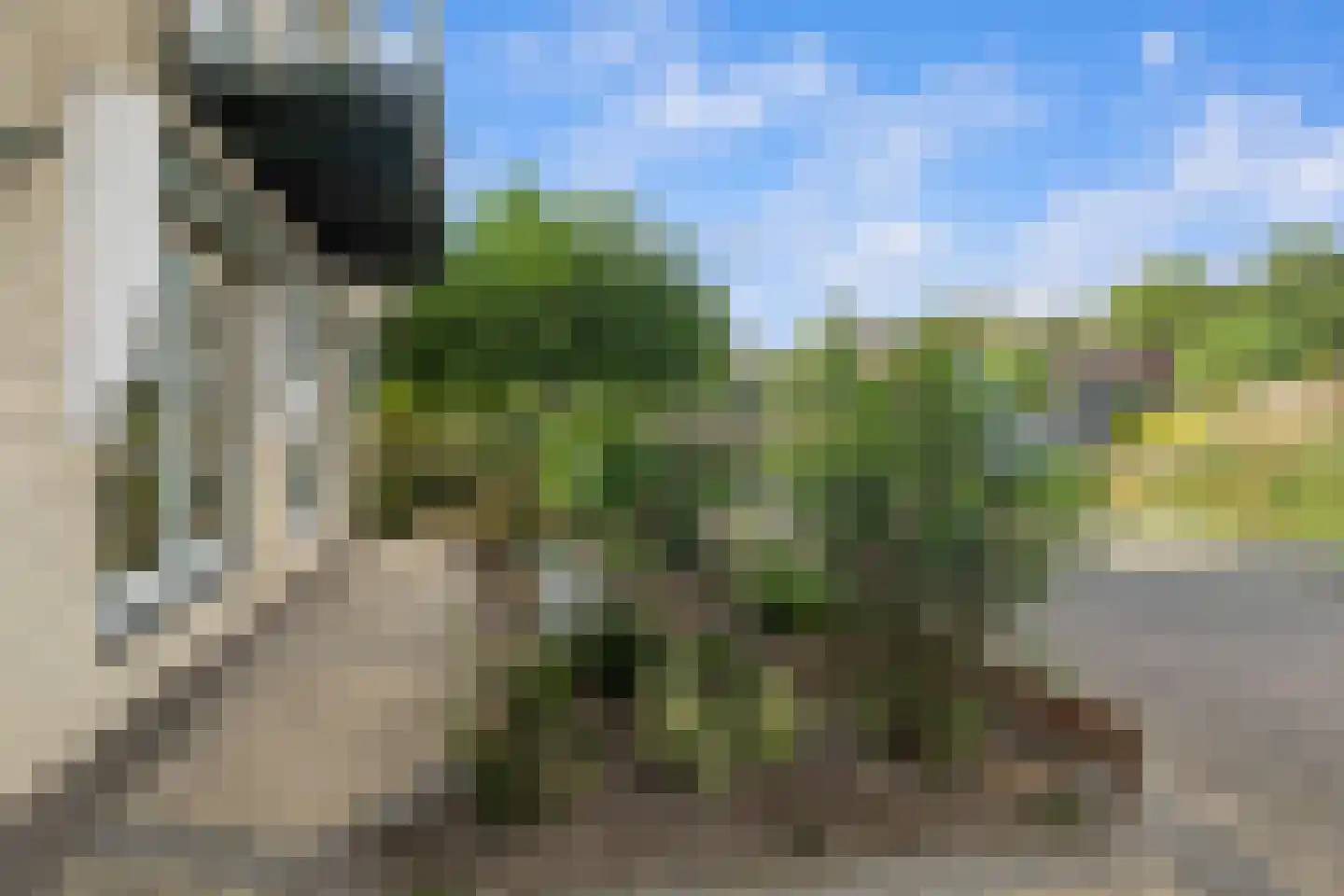 Korenmaaier 5 Goudswaard thumbnail 42