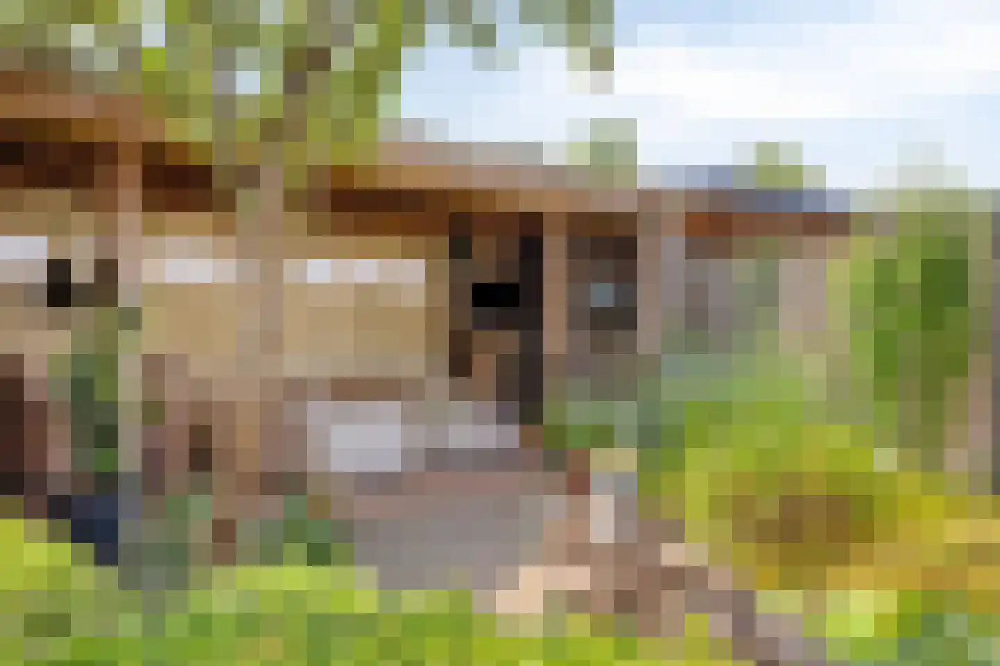 Korenmijt 18 Uden thumbnail 47