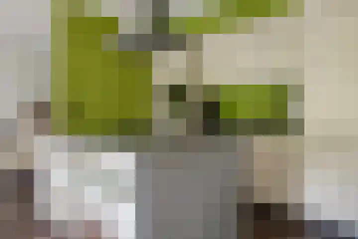 Korenmolen 1 Schagen thumbnail 11