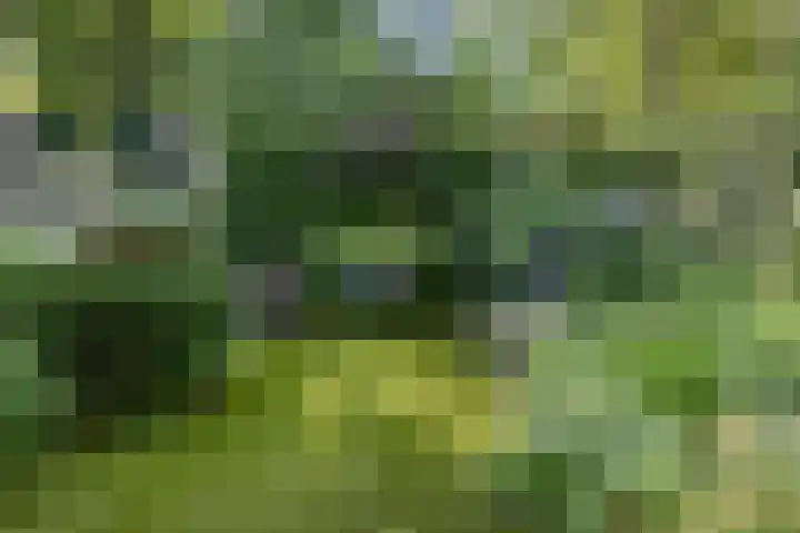 Korenmolen 1 Schagen thumbnail 25