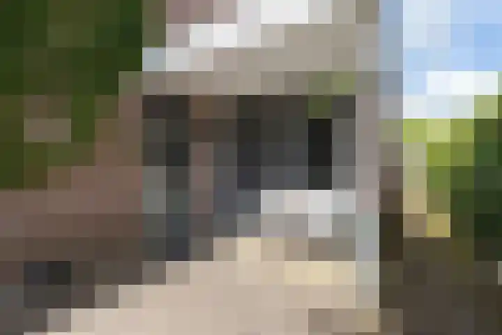 Korenmolen 13 Smilde thumbnail 5