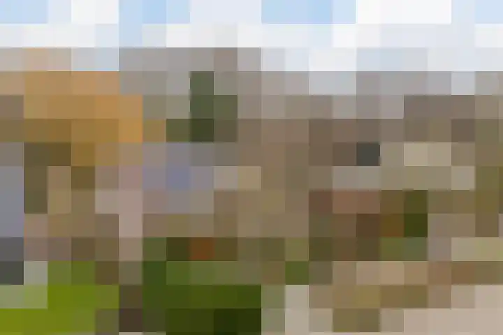 Korenmolen 21 Schagen thumbnail 5