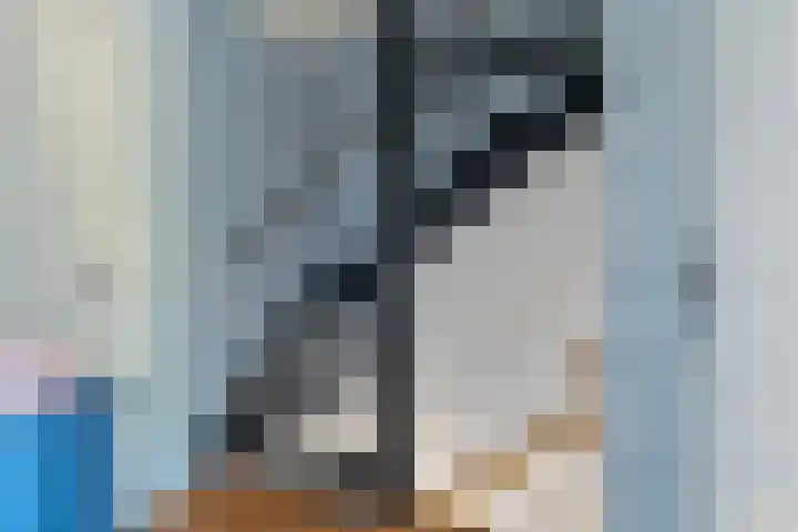 Korenmolen 4 Koog aan de Zaan thumbnail 13