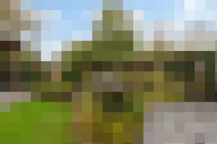 Korenmolen 51 Capelle aan den IJssel thumbnail 23