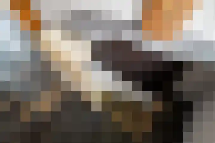 Korenmolen 9 Schagen thumbnail 17