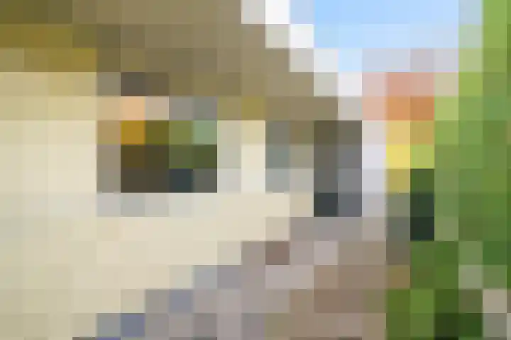Korenmolen 9 Schagen thumbnail 34