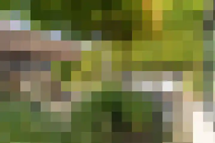 Korenschoof 8 Laren thumbnail 38