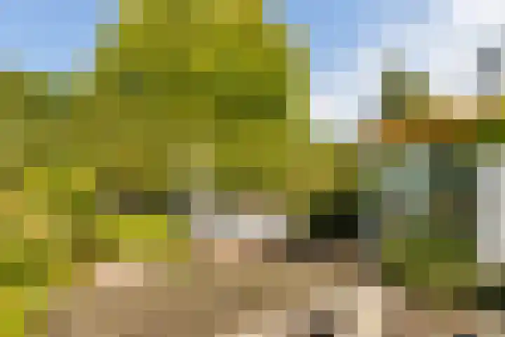 Korenschoof 8 Laren thumbnail 39