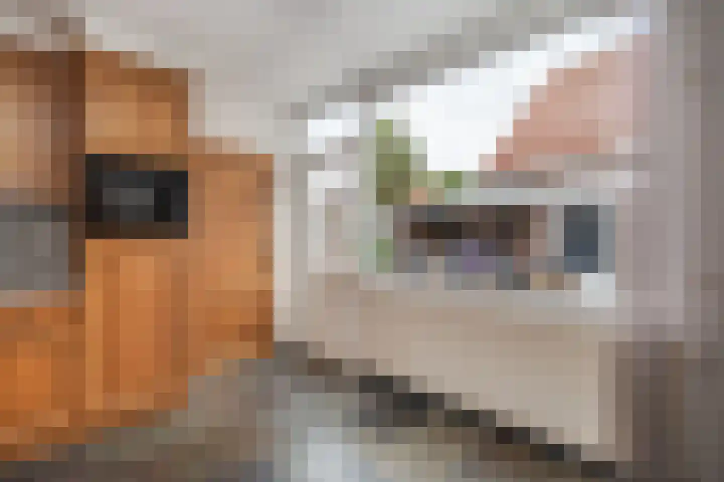 Korenstraat 7 Sint-Michielsgestel thumbnail 8