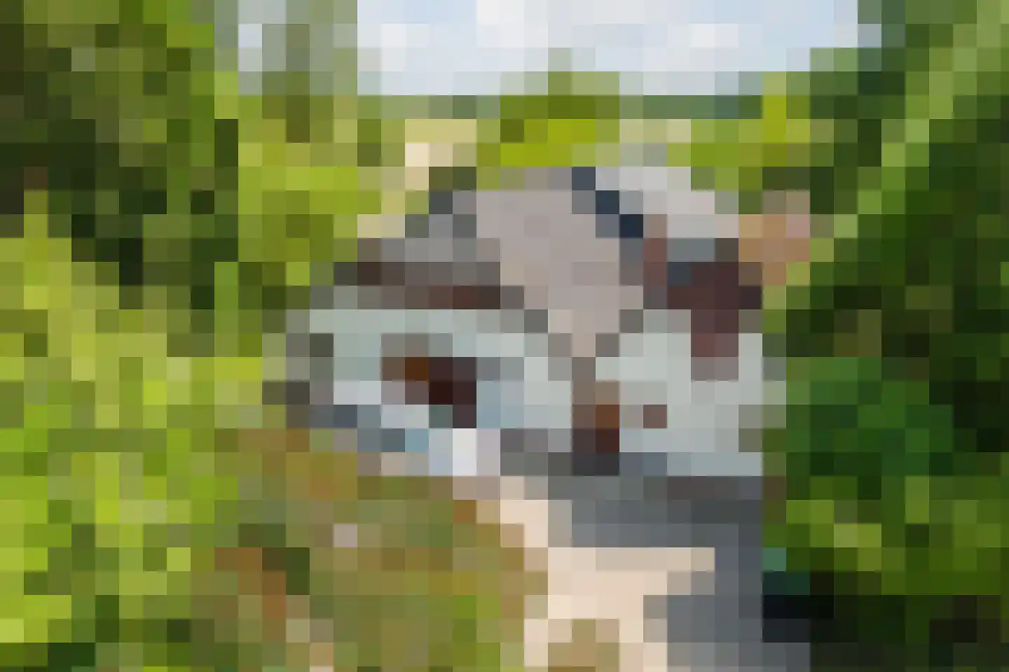 Korenveld 1 Braamt thumbnail 8