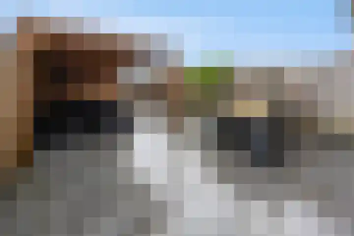 Korenveld 13 Beneden-Leeuwen thumbnail 41