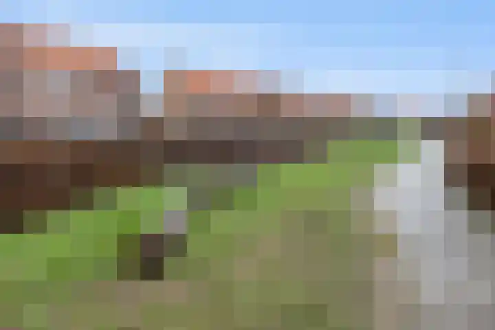 Korenveld 13 Beneden-Leeuwen thumbnail 50