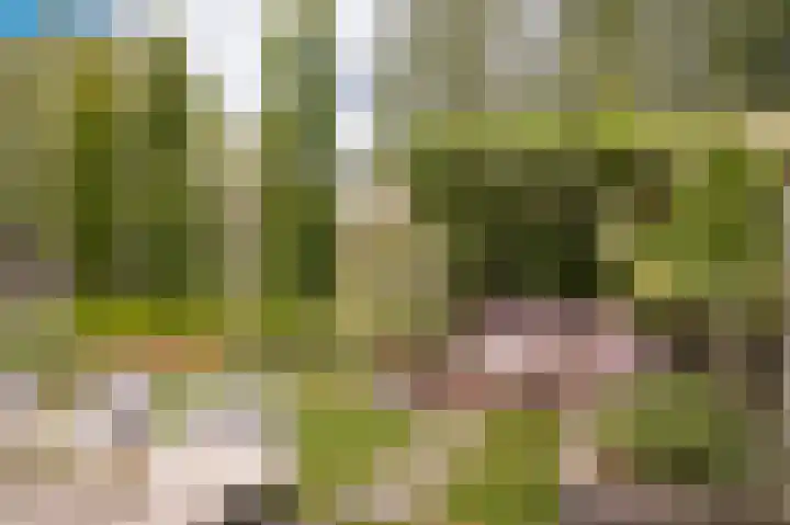 Korenveld 39 Beneden-Leeuwen thumbnail 27