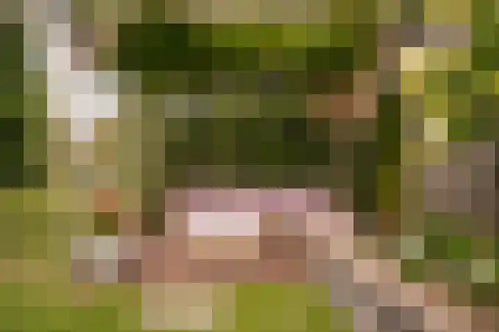 Korenveld 39 Beneden-Leeuwen thumbnail 29